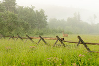 Deer in Morning Fog