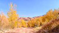 Cottonwoods in Hurricane Wash