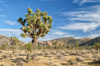 Joshua Tree Forest in the Lost Horse Valley